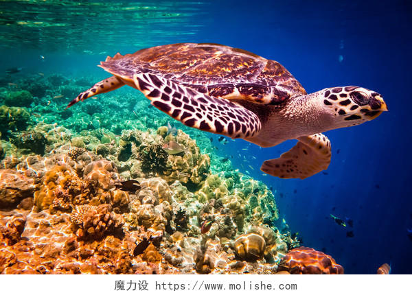 水下的珊瑚和海龟